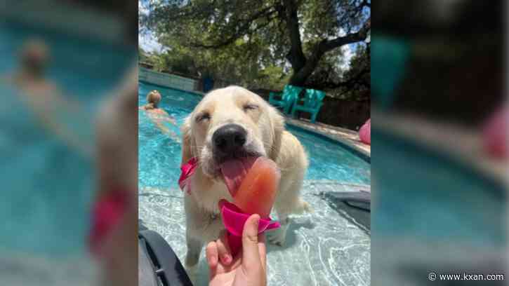 Tips: Keeping your pets cool during hot Texas summers