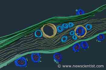 Coronavirus may enter the brain by building tiny tunnels from the nose - New Scientist