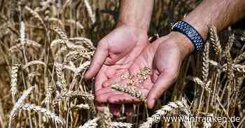 Deutsche Bahn plant «Getreidebrücke» aus der Ukraine