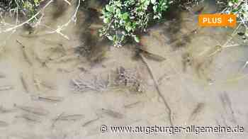 Aichach-Friedberg: So wenig Wasser war noch nie in der Friedberger Ach: Es droht ein Fischsterben | Aichacher Nachrichten - Augsburger Allgemeine