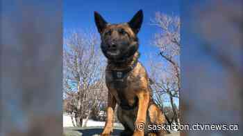 'Rest easy Viper': Saskatoon Police Service says goodbye to canine member