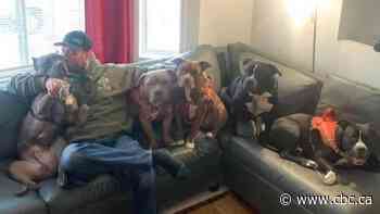 Owners of 3 dogs that fatally attacked woman in June charged under Calgary bylaw