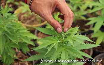 En Ahuatepec regalan semillas de marihuana - El Sol de Cuernavaca
