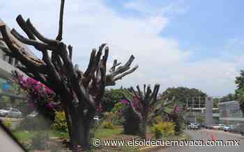 Plaga atacó a 100 árboles en Cuernavaca, serán retirados - El Sol de Cuernavaca