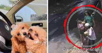 Se roban a perritos en Cuernavaca y los recuperan después de 3 días - TV Azteca