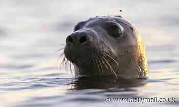 Health chiefs issue warning over SEALS amid fears they could be carrying mutated bird flu