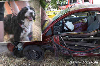 Heftiger Unfall in Weiterstadt: Mercedes und Ford sorgen für Trümmerfeld, Hund mit riesigem Schutzengel - TAG24