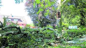 Einsatz für Feuerwehr: Zwei Menschen in Wiesmoor durch umstürzenden Baum verletzt - Nordwest-Zeitung