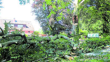 Baum umgestürzt: Zwei Menschen in Wiesmoor verletzt - Lokal26
