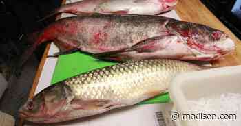 Platteville fish dealer convicted in Wisconsin's first invasive carp bust - Madison.com