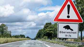 Verkehrszeichen soll seltenes Tier schützen: Darauf müssen Autofahrer achten