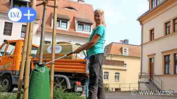 Trockenheit und Hitze: Oschatz sucht Wasserpaten für Bäume - Leipziger Volkszeitung