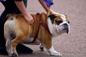 Basildon Town Centre sees bulldog collapse due to heatstroke | Echo - Southend Echo