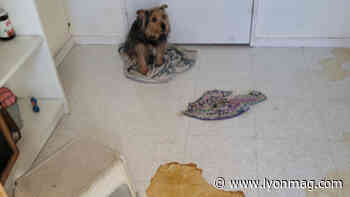 Près de Lyon : la SPA et les secours sauvent deux animaux laissés seuls depuis une semaine - Lyon Mag