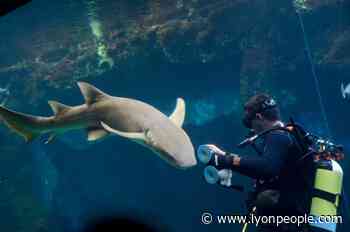 Loisirs d'été près de Lyon. À la découverte du monde marin en mode aquarium - - Lyon People