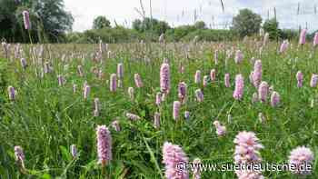Taufkirchen - Artenvielfalt am Hachinger Bach - Landkreis München - SZ.de - Süddeutsche Zeitung - SZ.de