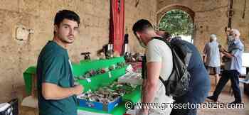 Torna la mostra scambio di minerali e fossili: visita gratuita alla collezione Galeotti - Grosseto Notizie