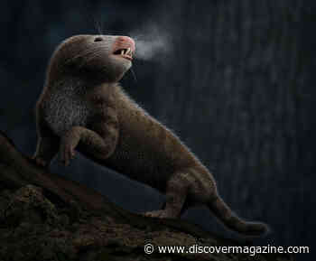 Animal Ears Explain the Evolution of Warm-Bloodedness