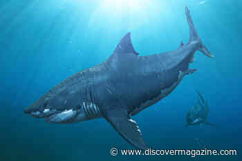 The Mystery of the Megalodon and What Scientists Know