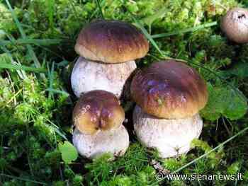 Funghi spontanei, in Toscana nuove regole per raccolta e pagamento - Siena News - Siena News