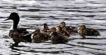 Konstanz/Reichenau: Enten erkunden Tunnel | schwäbische - Schwäbische