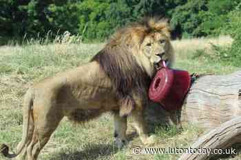 Watch how Whipsnade Zoo's animals are keeping cool in the heat - Luton Today