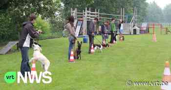 Honden Unief Leuven vindt nieuwe locatie bij voetbalclub uit Lovenjoel: "Godzijdank!" - VRT NWS