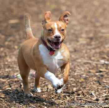 Amherst dog park to open next week - MassLive.com