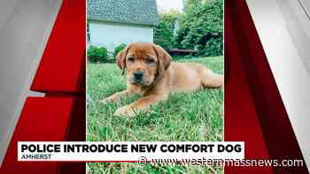 Amherst Police introduce new comfort dog - Western Massachusetts News
