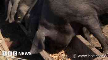 Doubling of feed costs leads pig farmer to sell half of herd