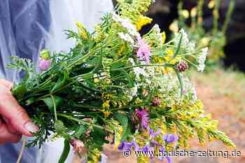 Kräuterführung am 29. Juli durch den Lahrer Seepark - Lahr - Badische Zeitung