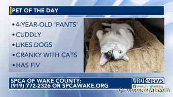 Cumberland County Animal Services temporarily waiving adoption fee for cats, kittens - WRAL News