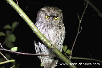 Vancouver Island birder fights for more access to Fairy Creek region – Saanich News - Saanich News