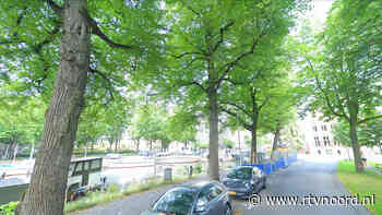 Monumentale boom in Stad moet wijken voor onderhoud waterleiding - RTV Noord