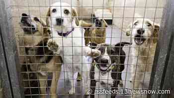 88 pets including dogs, cats, hamsters and a guinea pig seized from 2 Poquoson homes