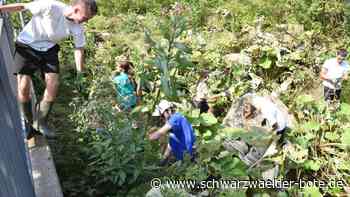 Dem Springkraut an die Gurgel - Bei Projekttagen des Gymnasiums Schramberg Schiltach befreit - Schwarzwälder Bote