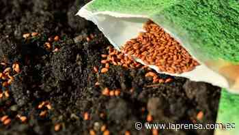 Invierte 14 millones MAG en Plan Semilla - Diario La Prensa Riobamba