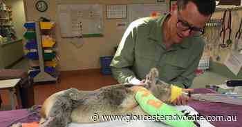 State of the Environment: Blinky Bill is in intensive care - Gloucester Advocate