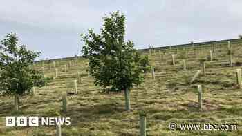 Gloucester City Council urgently seeking a tree officer - BBC