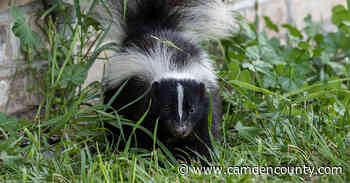 Rabid Skunk Confirmed in Gloucester Township - camdencounty.com