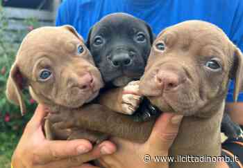 Enpa Monza, cuccioli di pitbull in adozione - Il Cittadino di Monza e Brianza
