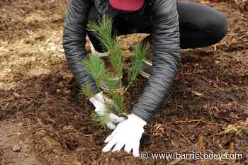 Barrie-based group has planted 1.7M trees in Simcoe County - BarrieToday