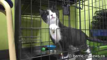 Barrie animal rescue group finds homes for 30 cats in weekend-long 'adopt-a-thon' - CTV News Barrie