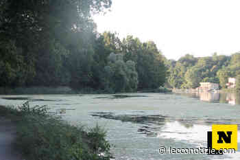 Alghe nel fiume Adda, mobilitato il Parco: al via i campionamenti - Lecco Notizie
