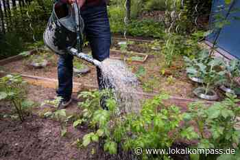 Mulchen, Hacken, richtig gießen – so wächst es auch bei Hitzewellen gut - www.lokalkompass.de