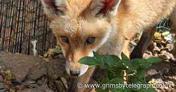 Blind fox cub found in a box with life-threatening injuries - Grimsby Live