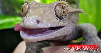 Summer holiday fun with exotic animal encounters in Grimsby - The Lincolnite