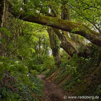 In Engelskirchen-Ründeroth entsteht bald ein "Urwald für morgen" - radioberg.de