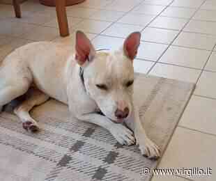 RADIO ZAMPETTA SARDA:'RECUPERATA CAGNOLINA A SELARGIUS, DI CHI È? - Virgilio