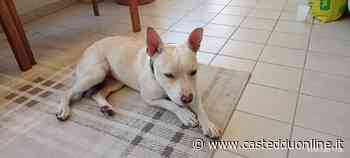 RADIO ZAMPETTA SARDA:"RECUPERATA CAGNOLINA A SELARGIUS, DI CHI È? - Casteddu Online